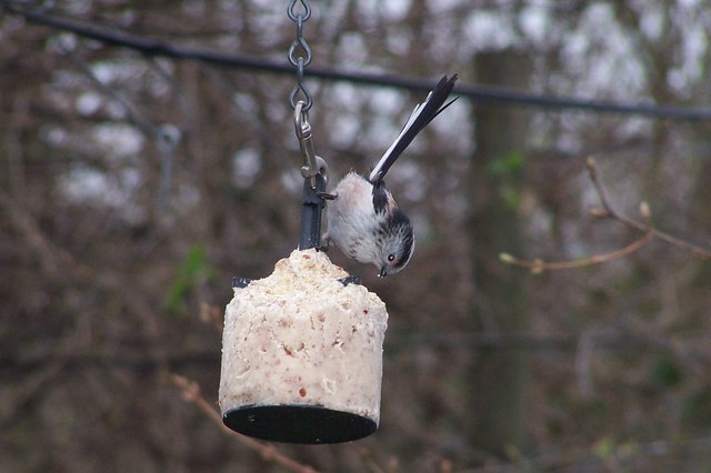 Long Tailed Tit at Old Moor