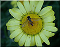 The hoverfly Episyrphus balteatus, Longshaw, Billinge