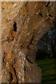 Bark of the Tulip Tree