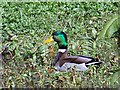 Mallard drake (Anas platyrhynchos)