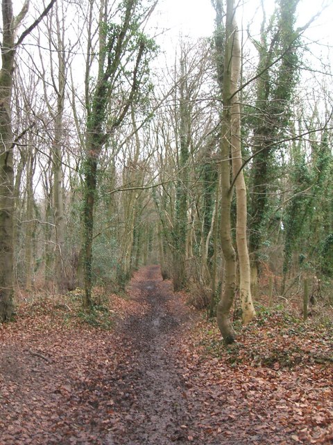 Cotswold Way, Standish Woods © Fran Sinclair cc-by-sa/2.0 :: Geograph ...