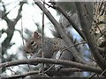 A squirrel enjoys a nut