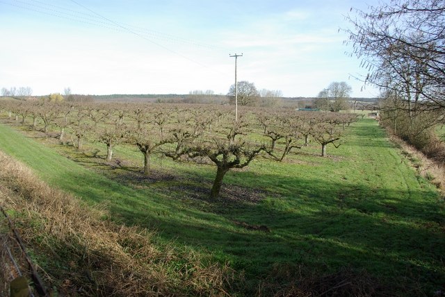 Orchard, Chartham Hatch.