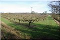 TR1057 : Orchard, Chartham Hatch. by john salter