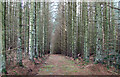 NY6493 : Forest Track by Peter McDermott