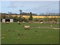 Pastoral scene, South Weston