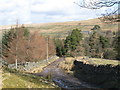 Track and plantations above Allenheads