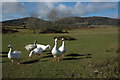 Geese on Hollybed Common