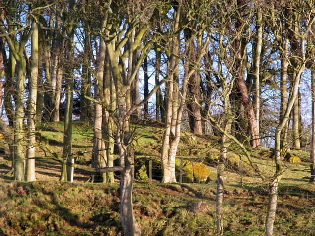 Trees near Seahill