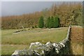 Wall to Crag Wood