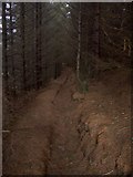 SN7661 : Forest path past Llyn Du by Rudi Winter