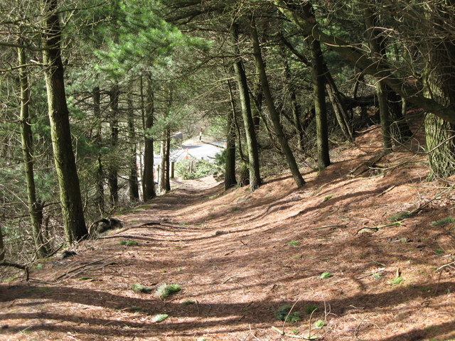 Footpath through the pines (2)
