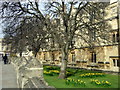 Magdalen College mulberry tree