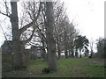 Trees between Spinnaker Drive and the coastal footpath