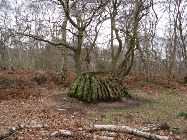 Sherwood Forest - Unusual Tree  Stump