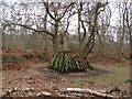 SK6268 : Sherwood Forest - Unusual Tree  Stump by Alan Heardman