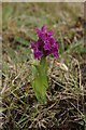 HP6409 : Early Marsh Orchid (Dacylorhiza incarnata). Keen of Hamar by Mike Pennington