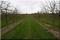 Modern Cider Orchards