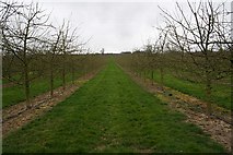 SO6433 : Modern Cider Orchards by Bob Embleton
