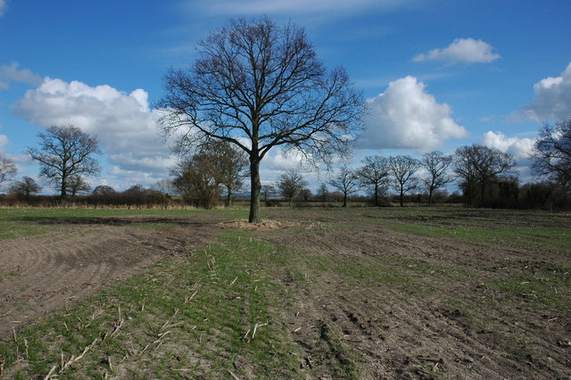 Trees on Longdon Marsh