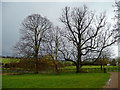 Mature trees at Jenningsbury Farm