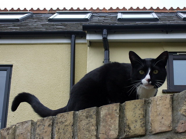 Meadow Lane cat on garden wall