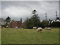 SJ6801 : Sheep at Oakridge by Row17