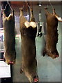 Venison in the Covered Market