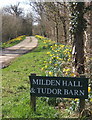 Daffodils at start of driveway to Milden Hall