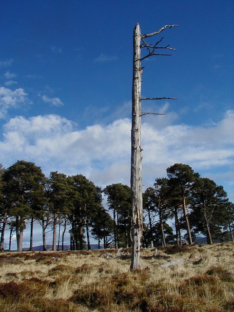 Dead pine near top of Tom Beith