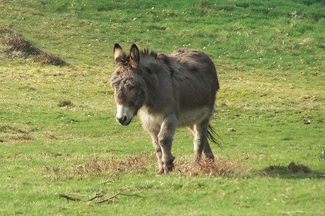 Donkey from Hoar Stones Road, near Bradfield