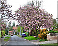 Blossom In Middle Street