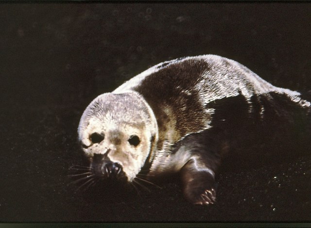 Atlantic Grey Seal at the foot of Oiseval