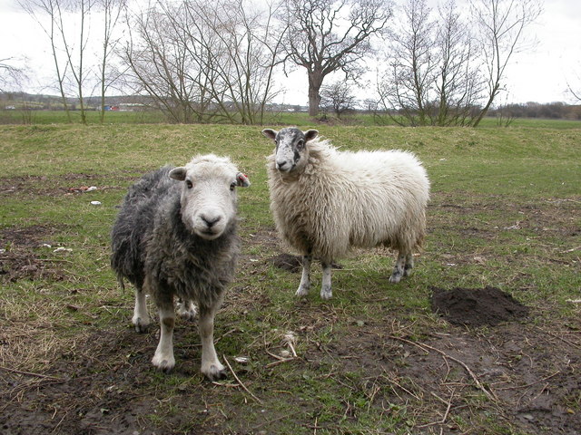 Curious Sheep and a molehill