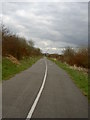 Community Woodland at Bidston Moss.