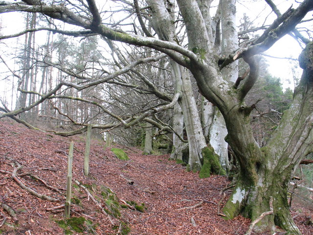 Beech trees in Slack Wood