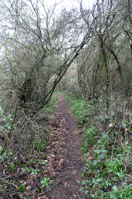 Path through Fox Holes © David Lally :: Geograph Britain and Ireland