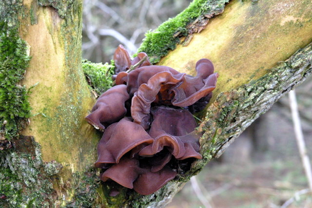 Jew's Ear fungus © David Lally cc-by-sa/2.0 :: Geograph Britain and Ireland