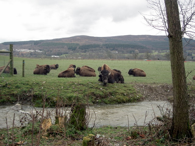 Bison on the Rhug estate - 2