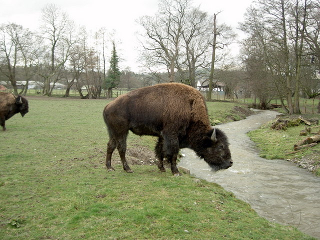 Bison on the Rhug estate - 3 © Patrick cc-by-sa/2.0 :: Geograph Britain ...