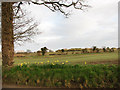 Field beside Stratton Road