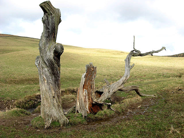 Dead and decaying trees by the Ladhope Burn