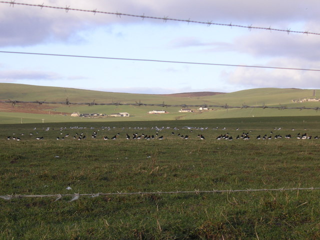 Oystercatchers on farmland at the edge of Stenness Loch
