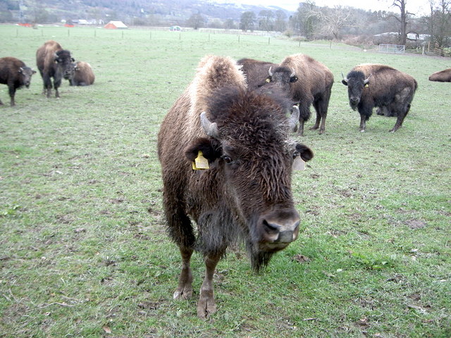 Bison on the Rhug estate - 4