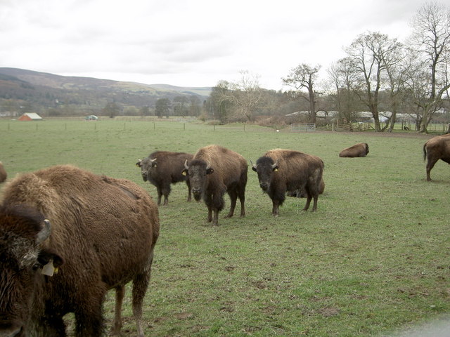 Bison On The Rhug Estate - 6 © Patrick :: Geograph Britain And Ireland