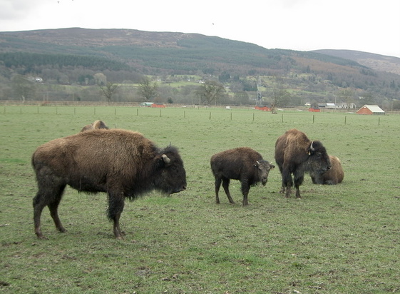 Bison on the Rhug estate - 5