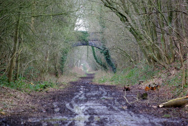 The disused railway line behind Crackley Wood