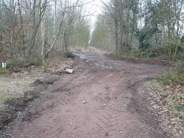 Sherwood Forest View Of Footpath © Alan Heardman Geograph Britain And Ireland 2477