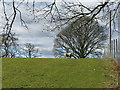 Sheep and trees at Blackburn