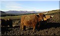 Heilan Coos